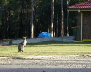 wallabie 1.jpg