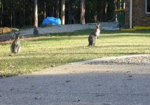 wallabie 2.jpg