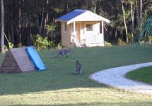 wallabie 3.jpg