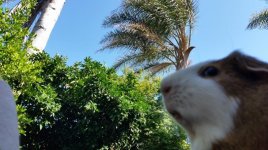 Brain and Palm Trees.jpg