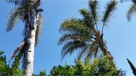Palm Trees in Back Yard.jpg