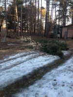 2 Clearing trees.jpg
