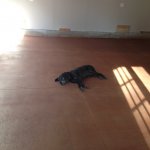 28 Gunner on Stained Floor.JPG