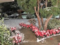 snow day 2 (2).jpg