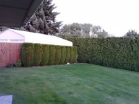 Yard 1.jpg
