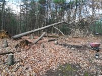 70'oak.jpg