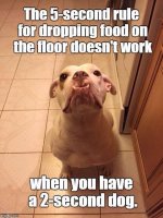 2-second dog.jpg