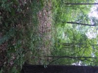 IMG_1075.jpg