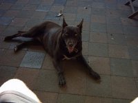 Dixie 008.jpg