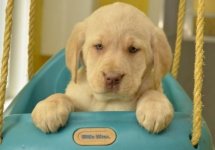 Cute Pup1.jpg