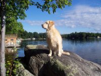 Benny posing at the cottage.jpg