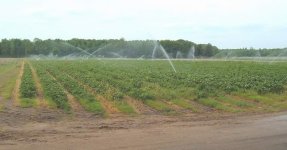 berry water 2.JPG