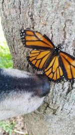 dog vs butterfly.01.jpg