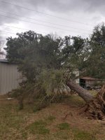 tree into barn 1.jpg
