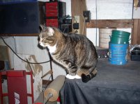 cats 001.jpg
