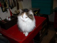 cats 003.jpg