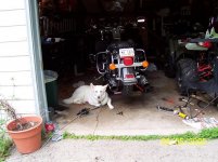 garage dog 2 resize.jpg