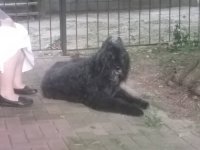 20180722_172655.jpeg 20180722_172655.jpeg