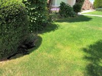 my helper Cleo moved to the shade.jpg