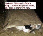 Cleo in Bag.jpg
