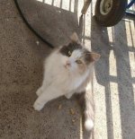 411 Cleo cute pic.jpg