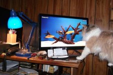 Cleo Fish tank.jpg