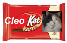 Cleo Cat Bar.jpg