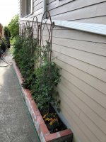 fresh tomatoes, basil and lettuce 1.jpg