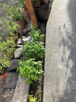 fresh tomatoes, basil and lettuce 3.jpg