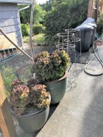 fresh tomatoes, basil and lettuce 2.jpg