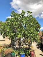 fig tree is packed with figs July 2018.jpg