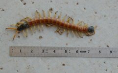 GiantDesertCentipede.jpg