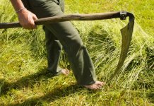 Scythe used to cut hay or high grass.jpg