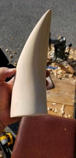 Horn1.jpg Horn1.jpg