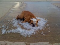 hot%20dog.jpg