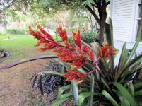 Flora 1.jpg
