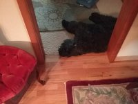 20170508_144927.jpeg