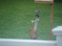 Deer2.jpg