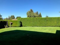 Hedge 2.jpg