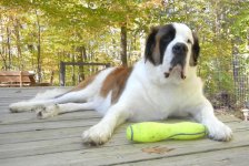Beethoven Deck toy repaired.jpg