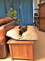 laying on Zeek's huge pillow that is now her's (2).jpg