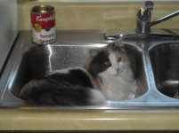 Cleo in sink 1.jpg