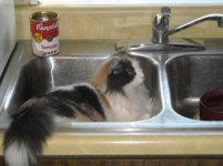 Cleo in sink 2.jpg
