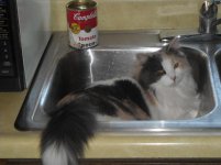 Cleo in sink 3.jpg