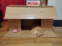Kitty in Box 07c.jpg