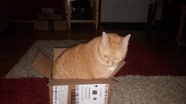 Kitty in Box 09.jpg
