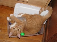 Kitty in Toy Box 05.jpg