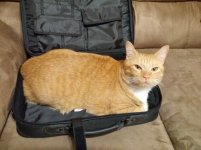 Kitty in Bag 01.jpg