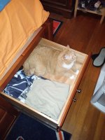 Kitty in Drawer.jpg