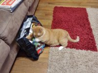 Kitty on Bag 01.jpg